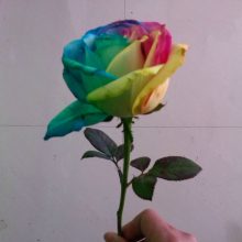 Seeds of Rare Holland Rainbow Rose