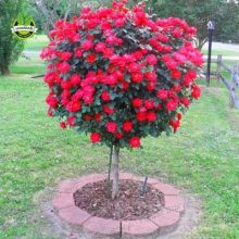 50 Seeds of Red Rose Tree