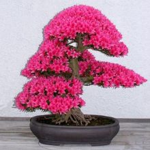 Bonsai Japanese Sakura Tree
